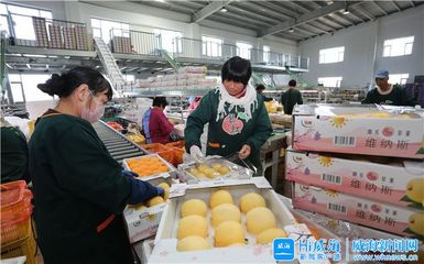 2023年全市重点项目观摩第七站 荣成市水果种植产业蓬勃兴起