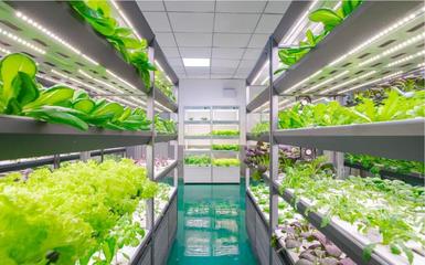 央媒探秘 LED植物照明如何培育航天员专用蔬果