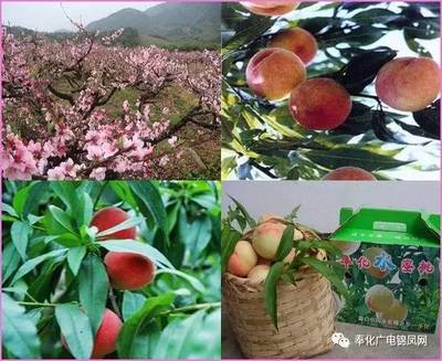 厉害了，奉化水蜜桃！全国人民都说爱你~