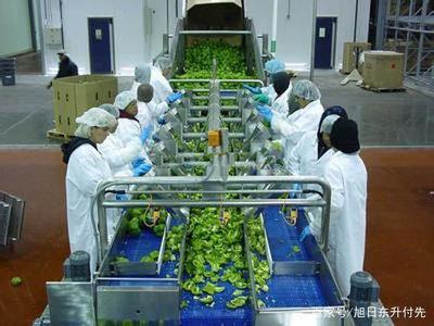 三百万资金推动 水果种植全链创业指南