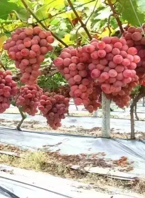 中山水果采摘旺季，这份美食地图请收好