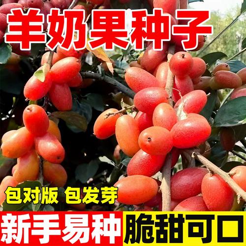 羊奶果种子当年结果羊奶果子耐寒耐热南北方四季种植水果盆栽地栽