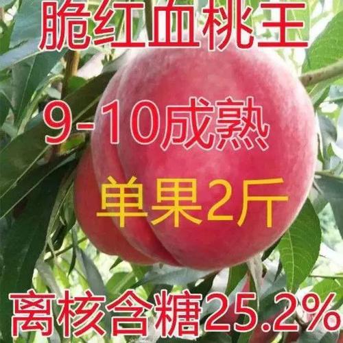 红血桃王桃树水果苗新品种脆红血桃树苗 很大水果树苗种植离核浓