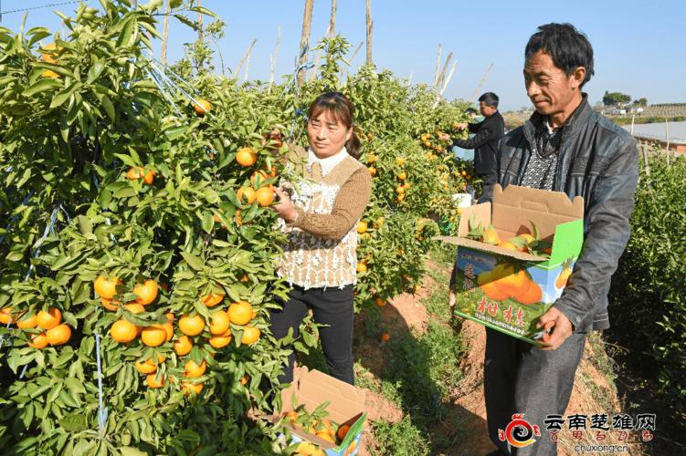 永仁县绿色水果农特产品"线上线下"供销两旺