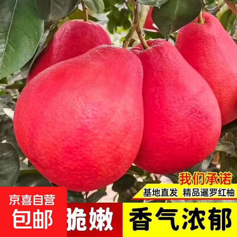 庭院种植新宠:这些柚子树苗让你轻松实现水果自由